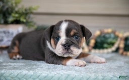 Beabull dogs for sale: Lia - Image 2
