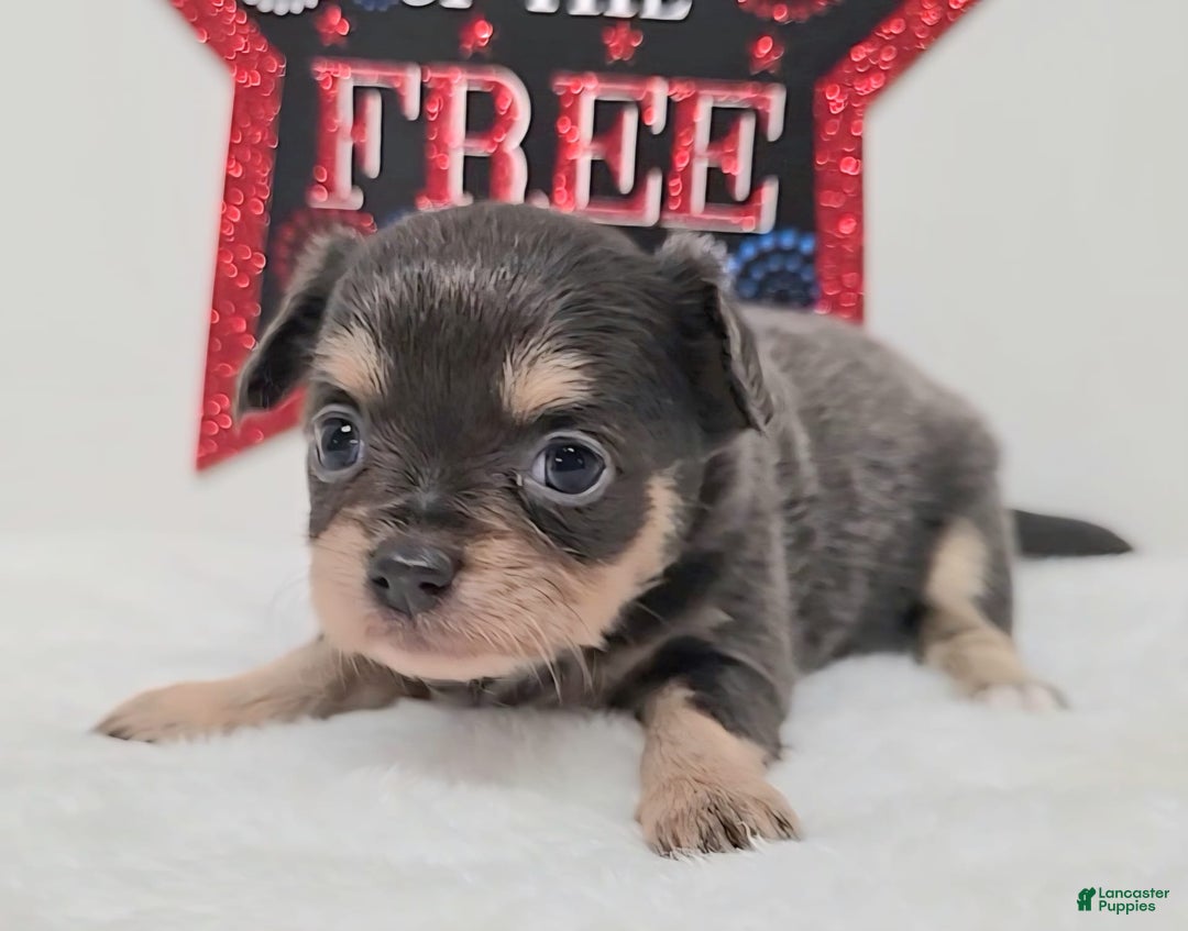 Chihuahua dogs for sale: Liz - Image 1