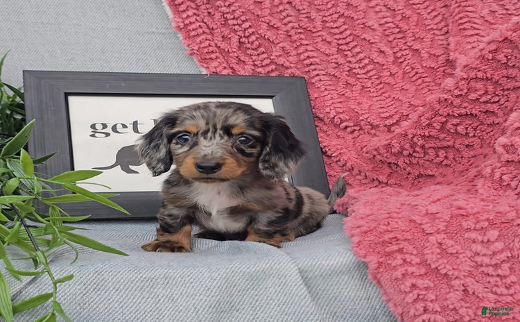 Miniature Dachshund dogs for sale - Ad 3