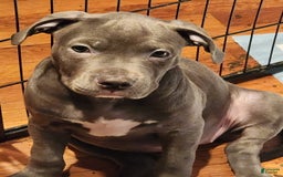 American Bully dogs for sale: Razor Edge Pup - Image 7
