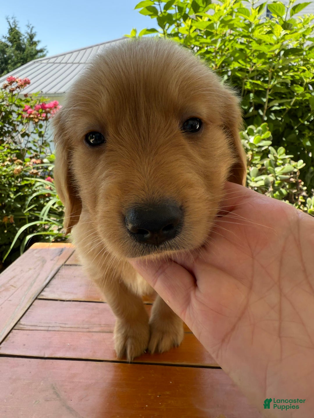 Golden Retriever dogs for sale: Luke - Image 1