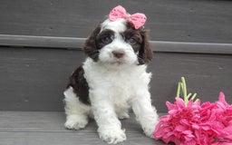 Cockapoo dogs for sale: Bella - Image 5