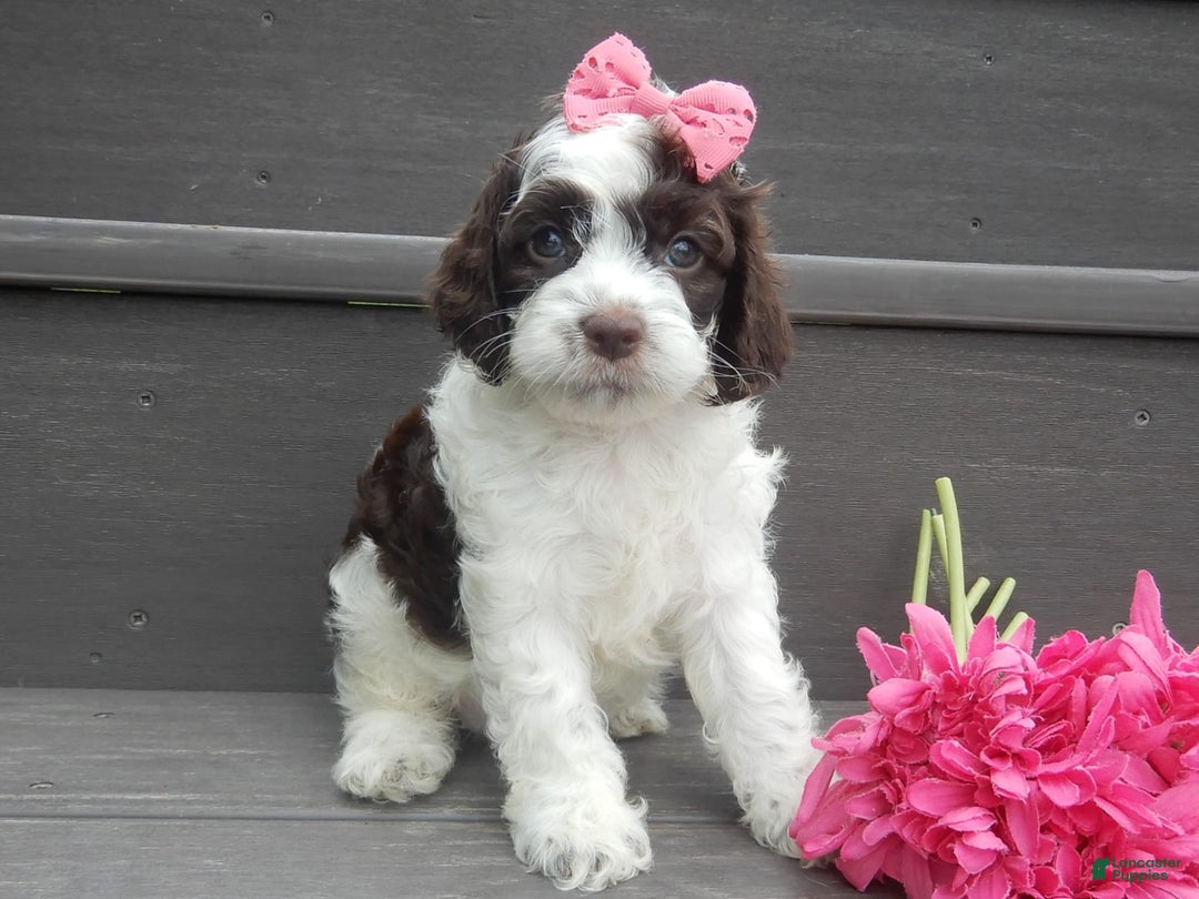 Cockapoo dogs for sale: Bella - Image 5