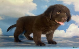 Newfoundland dogs for sale: Champ - Image 6