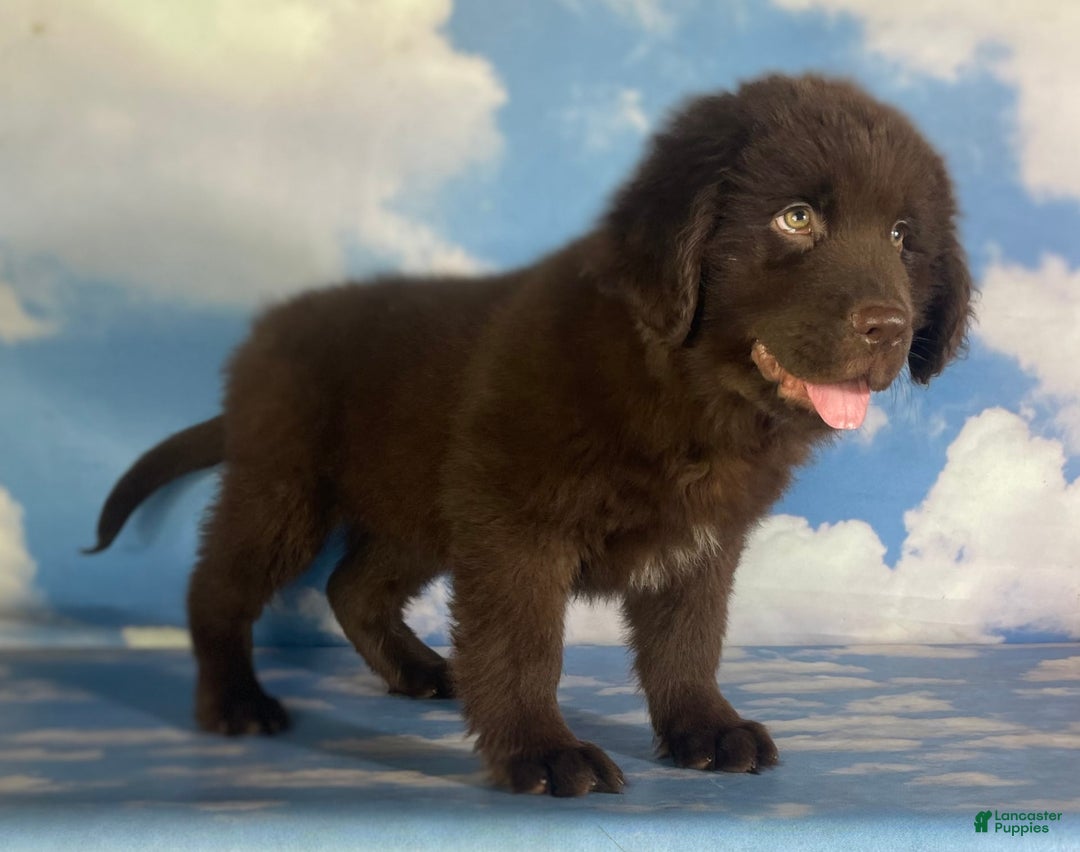 Newfoundland dogs for sale: Champ - Image 6