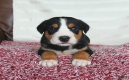 Greater Swiss Mountain Dog dogs for sale: Copper - Image 4