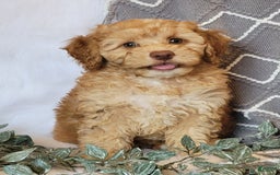 Cockapoo dogs for sale: Linclon - Image 3