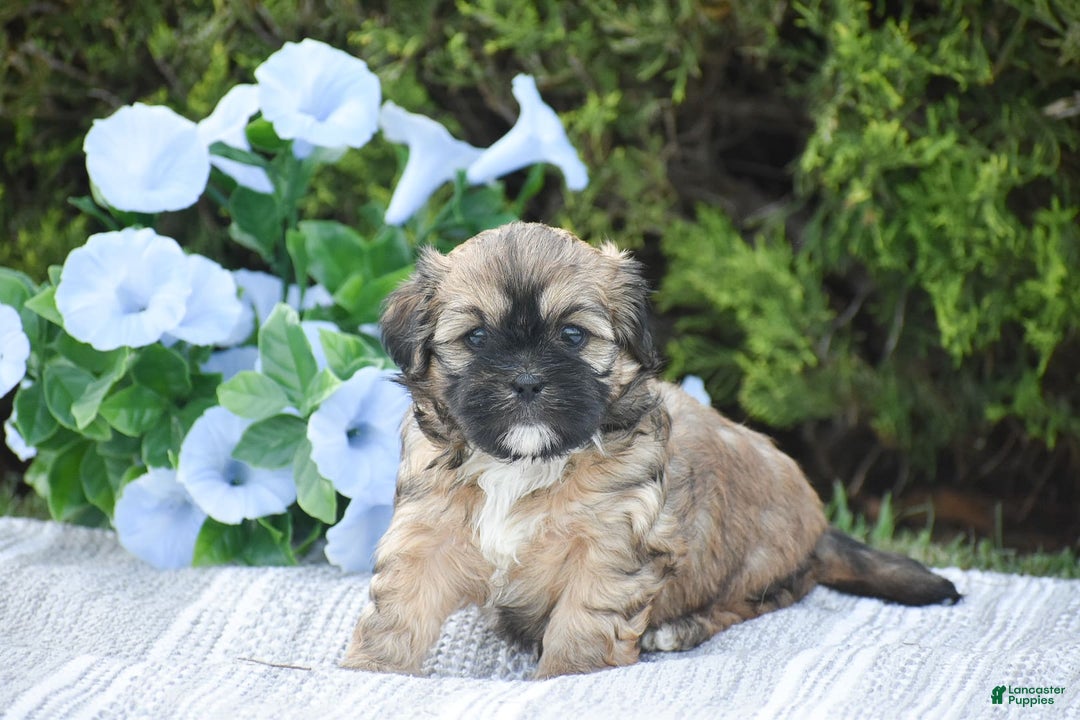 Cavapoo dogs for sale: Marina - Image 4