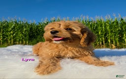 Cavapoo dogs for sale: Lyra - Image 5