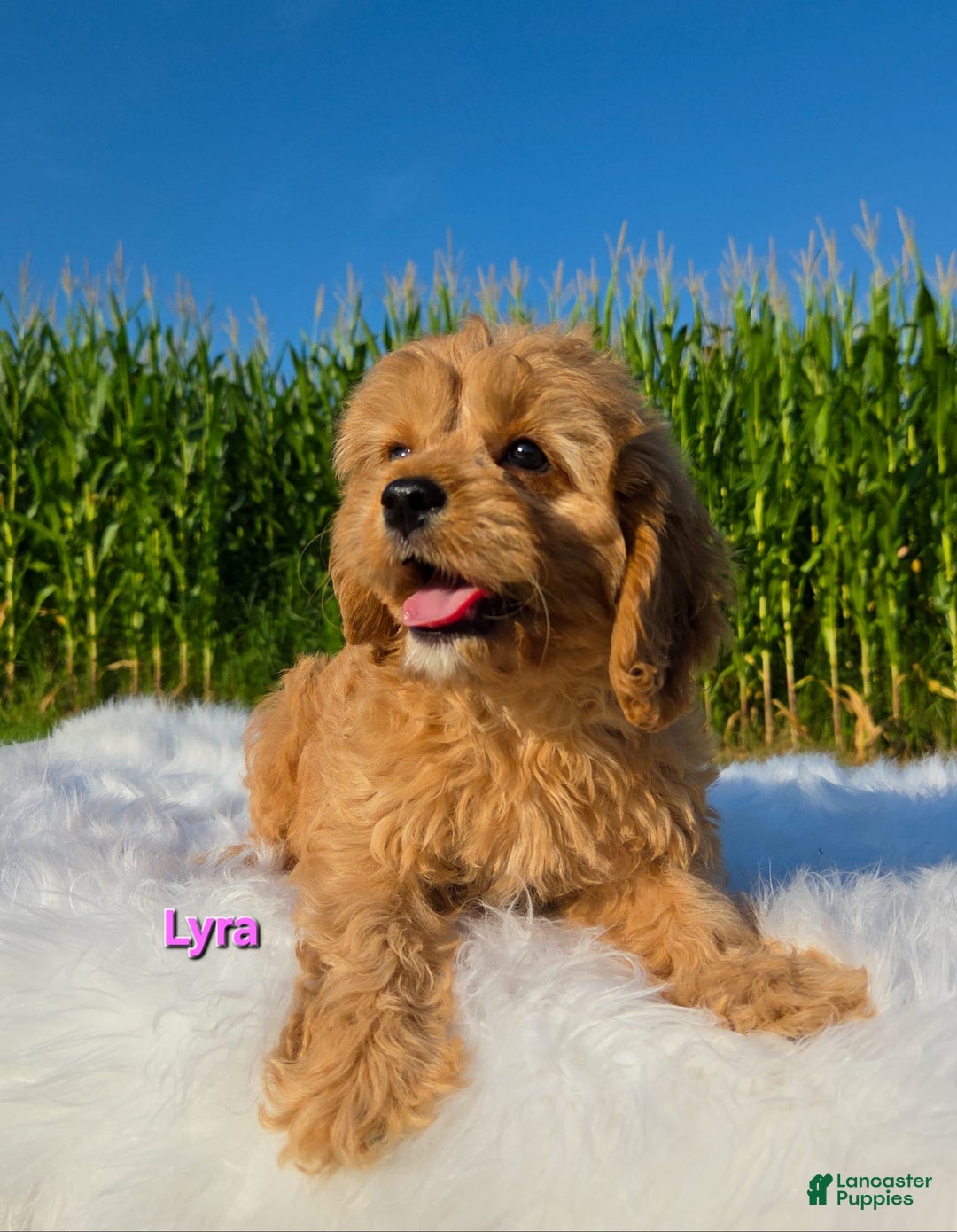 Cavapoo dogs for sale: Lyra - Image 5