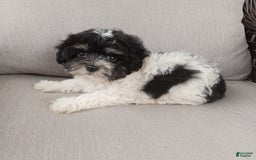 Havapoo dogs for sale: Tony - Image 1