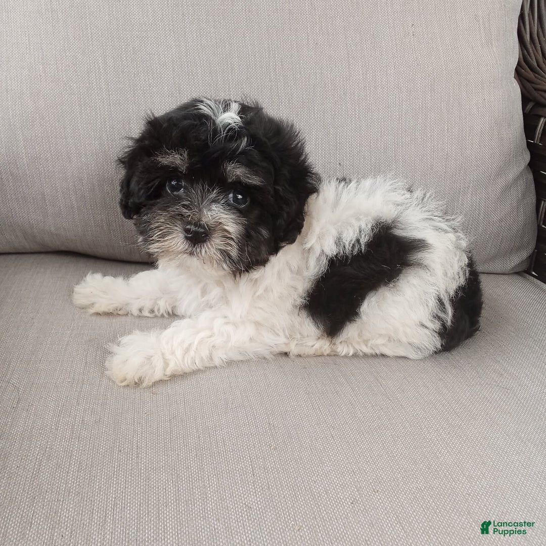 Havapoo dogs for sale: Tony - Image 1