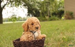 Mini Goldendoodle dogs for sale: Leo - Image 14