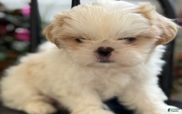 Shih Tzu dogs for sale: Larson - Image 6