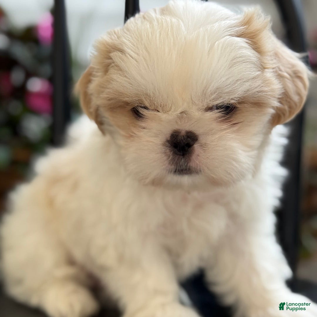 Shih Tzu dogs for sale: Larson - Image 6