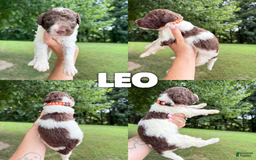 Saint Berdoodles dogs for sale: Leo- Standard F1b - Image 1
