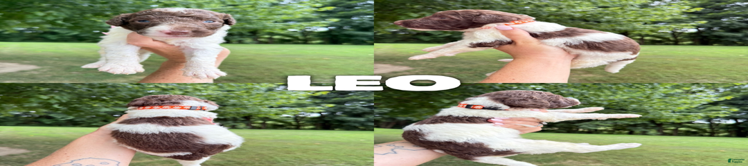 Leo- Standard F1b