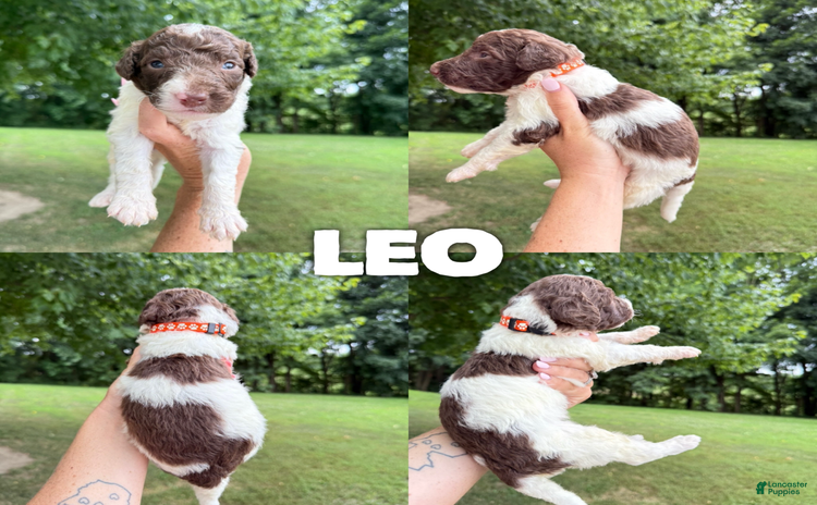 Saint Berdoodles dogs for sale - Ad 5