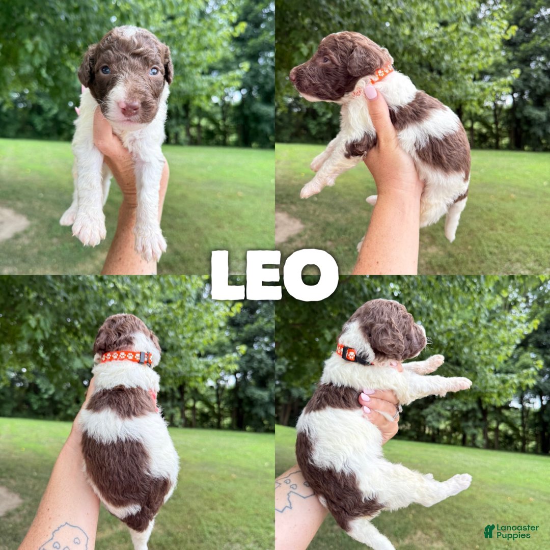 Saint Berdoodles dogs for sale: Leo- Standard F1b - Image 1