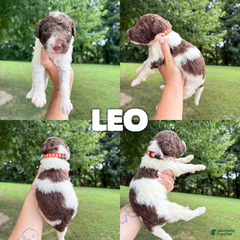 Leo- Standard F1b