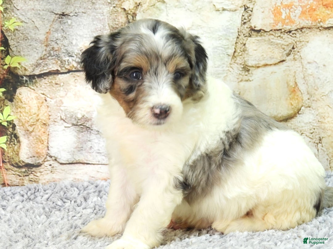 Mini Goldendoodle dogs for sale: Violet F1b - Image 7