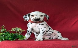 Dalmatian dogs for sale: Leonard - Image 6