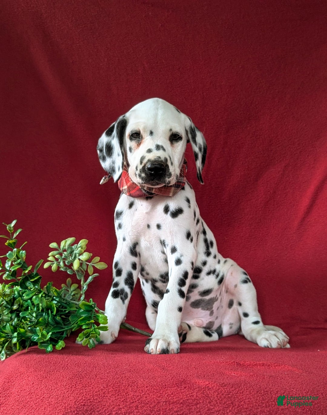 Dalmatian dogs for sale: Leonard - Image 6