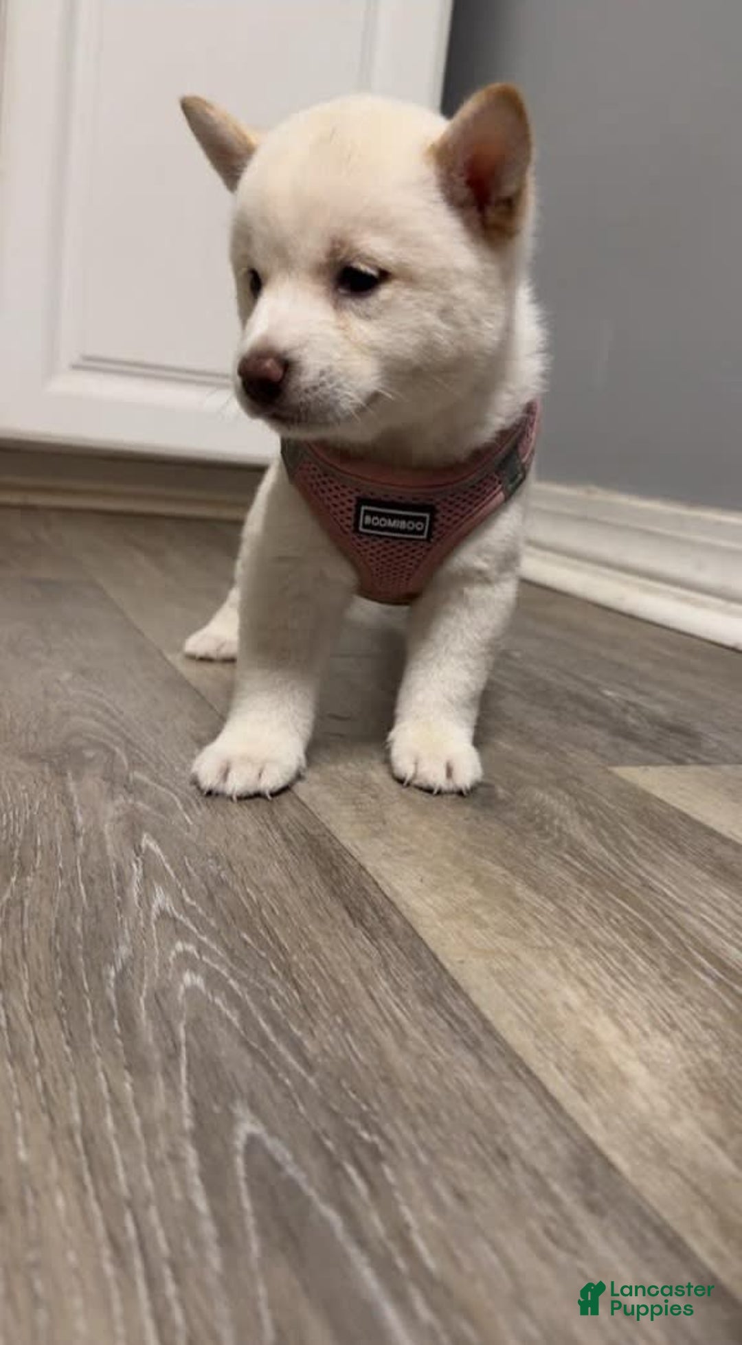 Shiba Inu dogs for sale: Daisy - Image 3