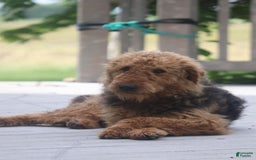 Airedale Terrier dogs for sale: Adella - Image 2