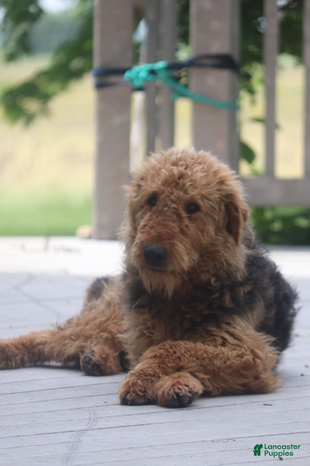 Airedale Terrier dogs for sale: Adella - Image 2