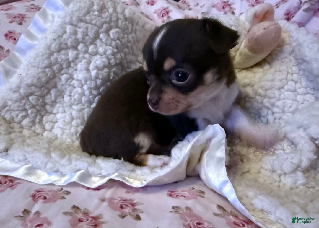 Chihuahua dogs for sale: Fancy Stance - Image 2