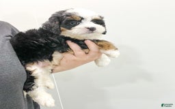 Mini Bernedoodle dogs for sale: Mabel - Image 7