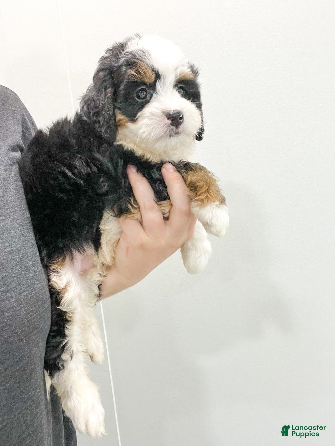 Mini Bernedoodle dogs for sale: Mabel - Image 7