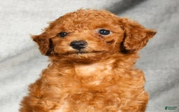Miniature Poodle dogs for sale: Dixie - Image 2