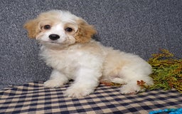 Cavachon dogs for sale: Banjo - Image 6