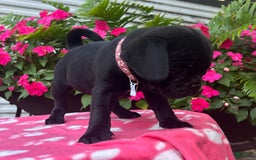 Puggle dogs for sale: Elsa - Image 5