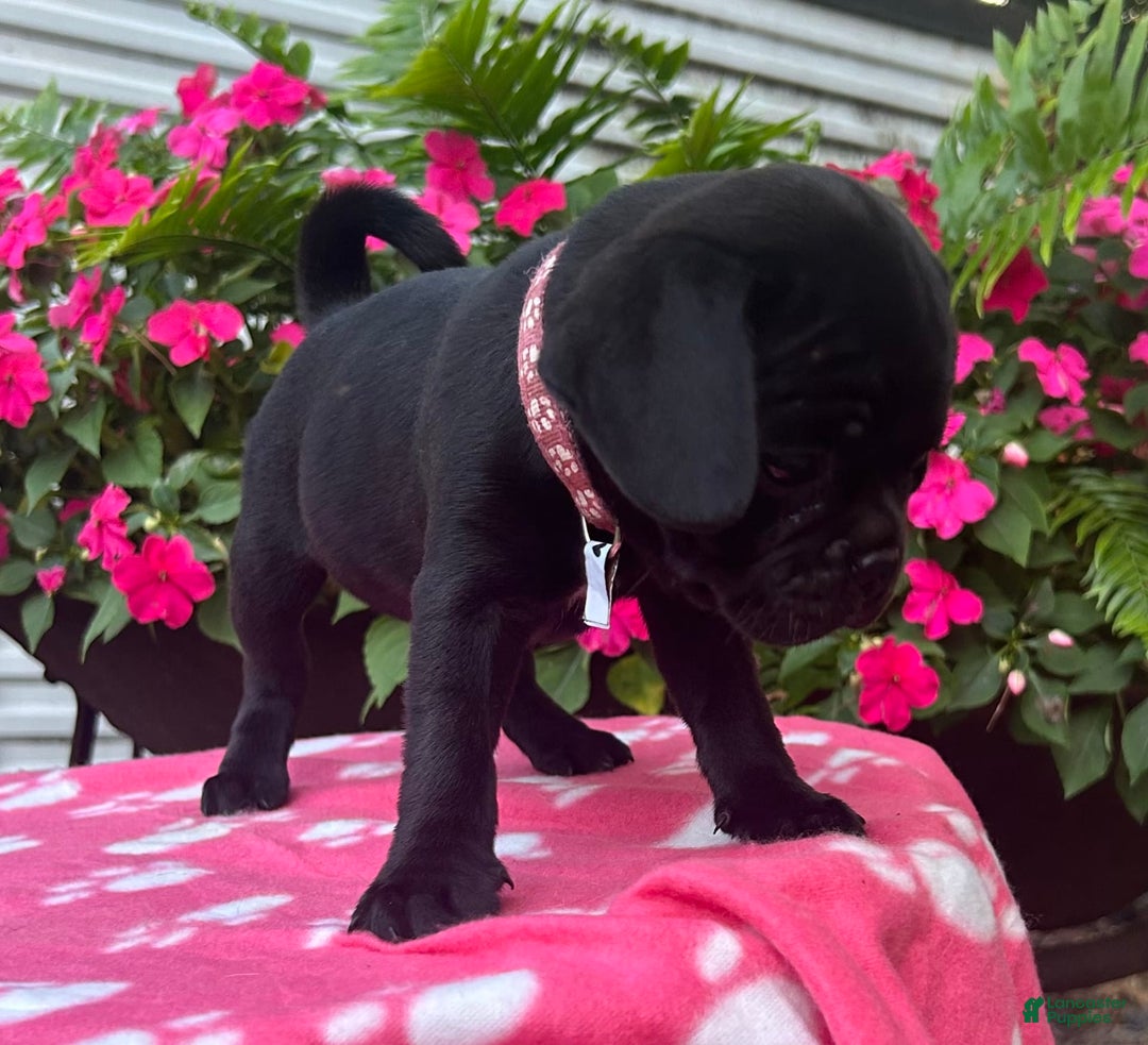 Puggle dogs for sale: Elsa - Image 5