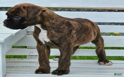 Boxer dogs for sale: Beautiful European Health Tested Parents - Listing for pets: Beautiful European Health Tested Parents, Brady European Boxer health tested, Cream De Coco, Lilly European - Image 8