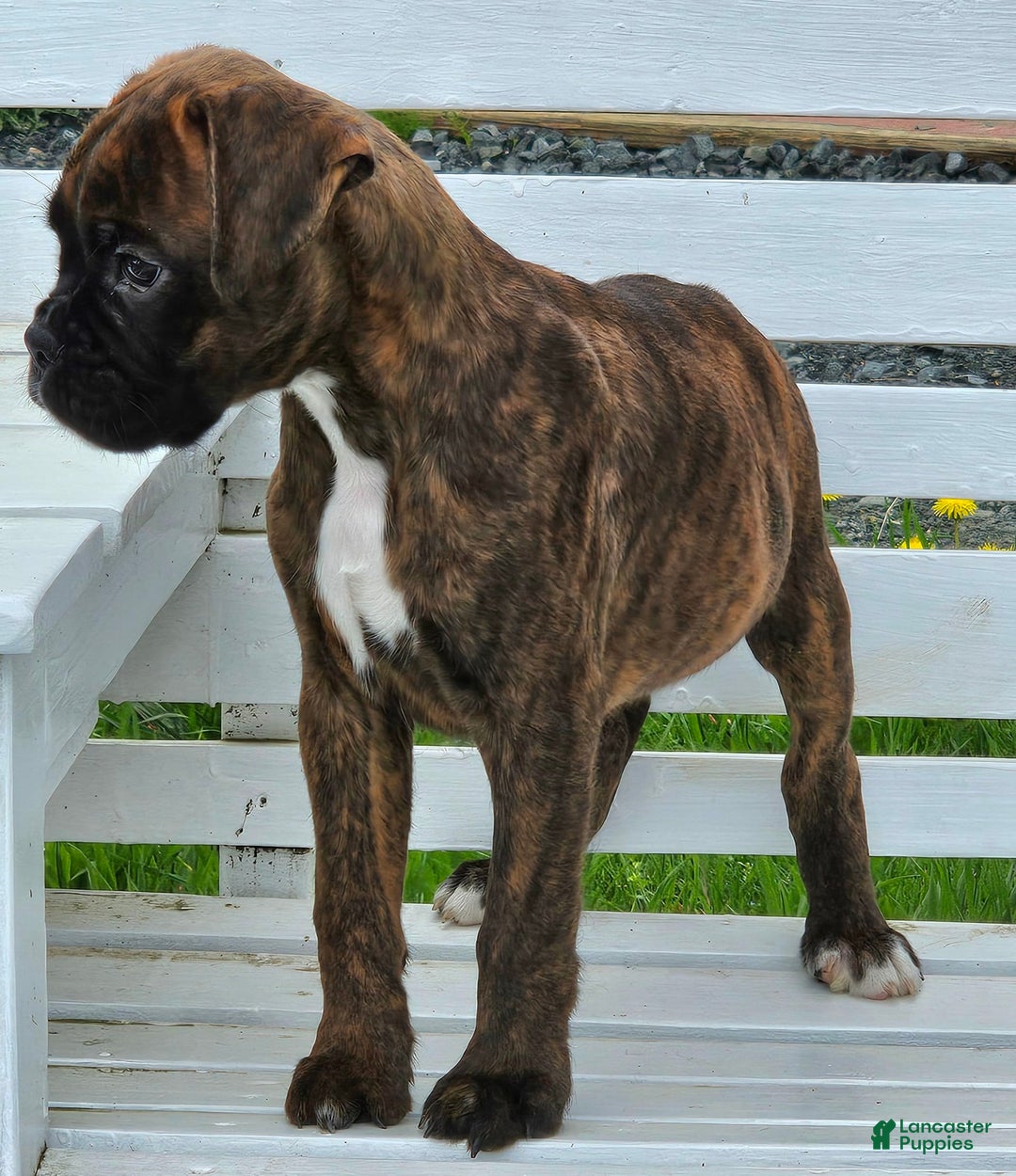Boxer dogs for sale: Beautiful European Health Tested Parents - Listing for pets: Beautiful European Health Tested Parents, Brady European Boxer health tested, Cream De Coco, Lilly European - Image 8