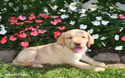 Labrador Retriever dogs for sale: Sparky - Image 3