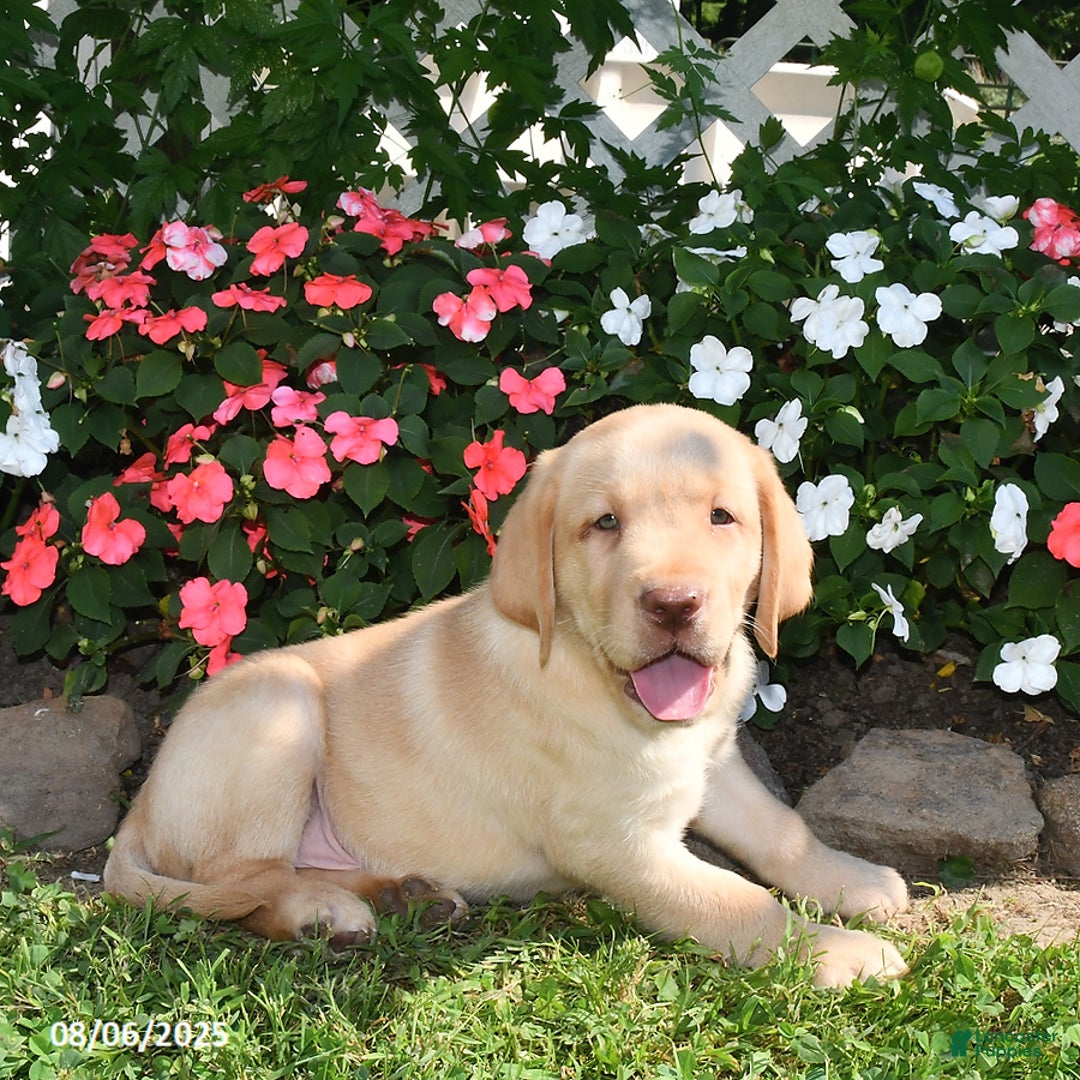 Labrador Retriever dogs for sale: Sparky - Image 3