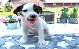 Jack Russell Terrier dogs for sale: Flower - Image 3