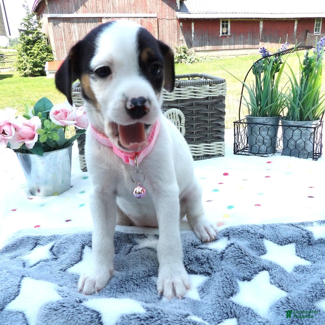 Jack Russell Terrier dogs for sale: Flower - Image 3