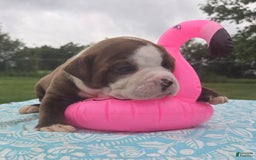 American Bulldog dogs for sale: Miss Honey - Listing for pets: Miss Honey, Matilda, Miss Trenchbell, Harry - Image 12