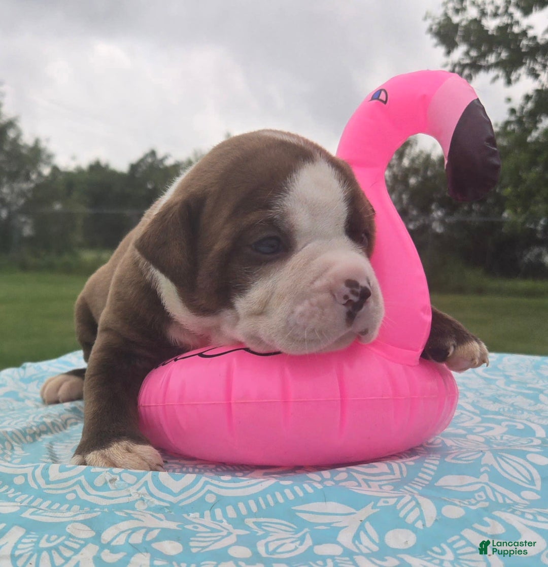 American Bulldog dogs for sale: Miss Honey - Listing for pets: Miss Honey, Matilda, Miss Trenchbell, Harry - Image 12