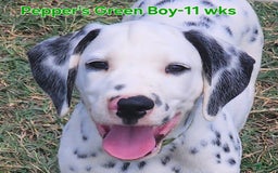 Dalmatian dogs for sale: Peppers Green Boy - Image 7