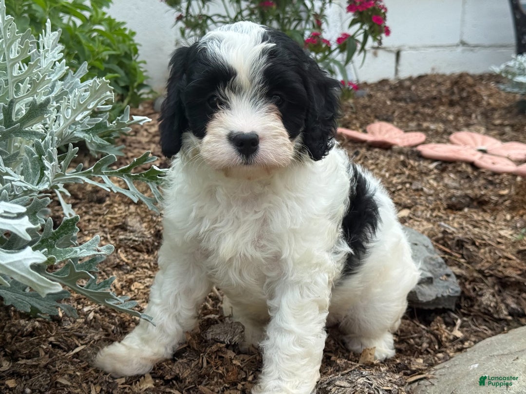 Cavapoo dogs for sale: Cole - Image 4