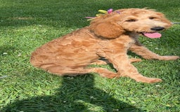 Goldendoodle dogs for sale: Marlei Rai - Image 1