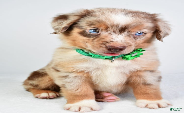 Miniature Australian Shepherd dogs for sale - Ad 5