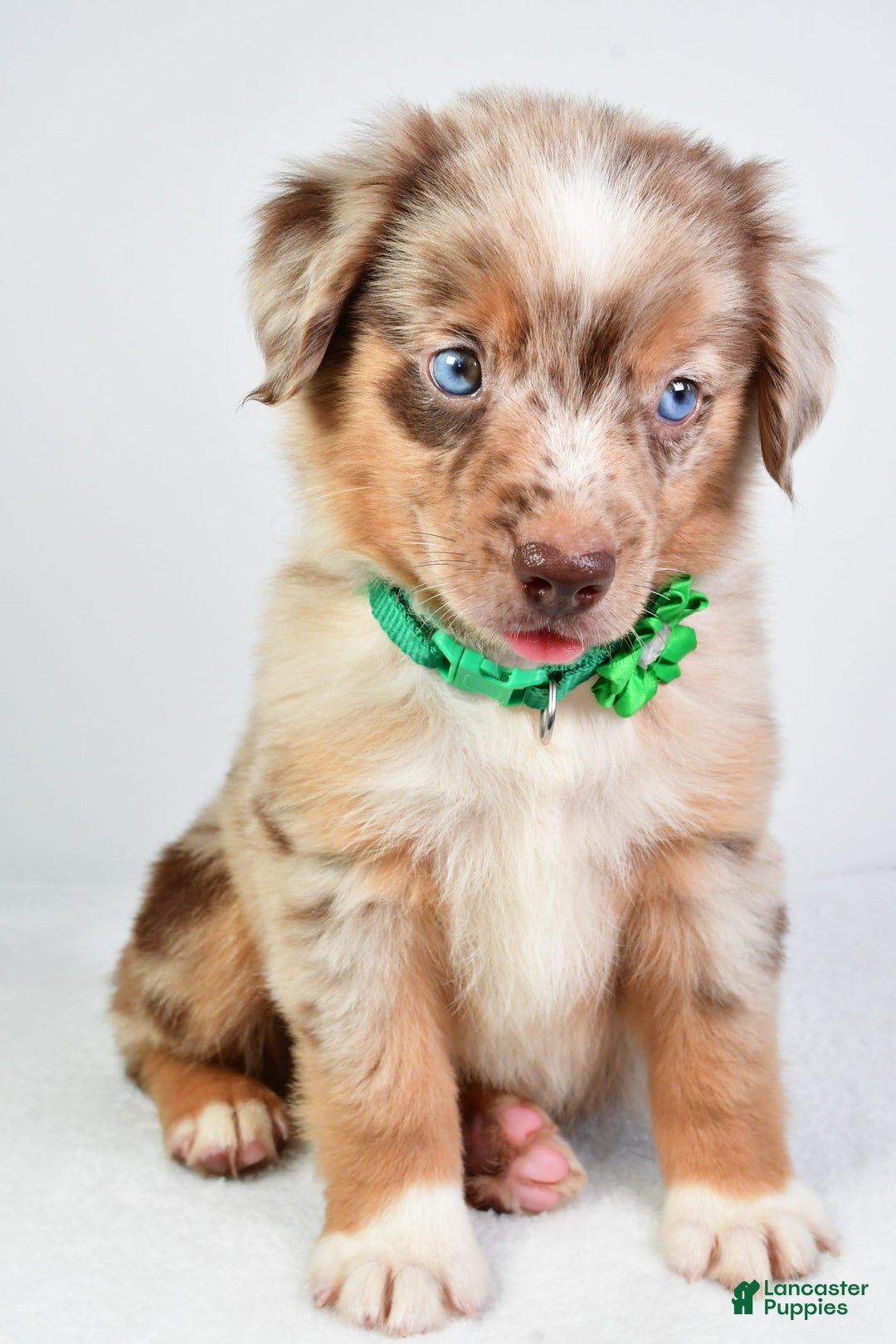 Miniature Australian Shepherd dogs for sale: Seth - Image 2